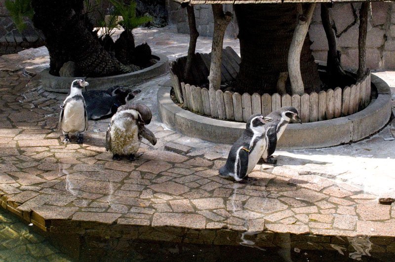 🌳 에도가와구 자연 동물원(에도가와쿠 시젠 도부츠엔) 이미지 5